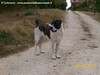 INGRANDISCI IMMAGINE